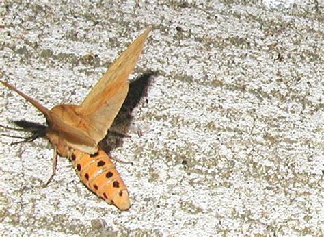 Banded Woolly Bear Moth ( Pyrrharctia isabella) photo - Cindy Mead photos at pbase.com