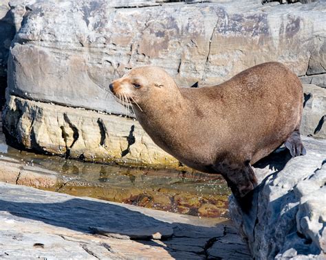 Australian Fur-seal - Peter Rowland Photographer & Writer