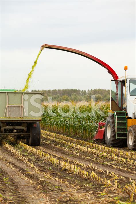 Harvesting Corn For Silage Stock Photo | Royalty-Free | FreeImages