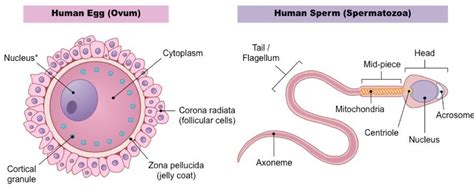 Fertilization Process in Humans – The Science Notes