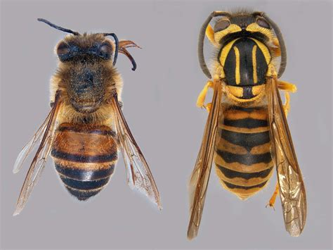 Honey Bee or Yellow Jacket? | Mississippi State University Extension Service