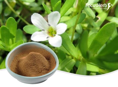 Side Effects and Functions of Bacopa monnieri extract - FocusHerb