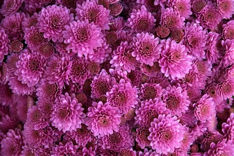 Chrysanthemum Flower Pink - Free photo on Pixabay - Pixabay