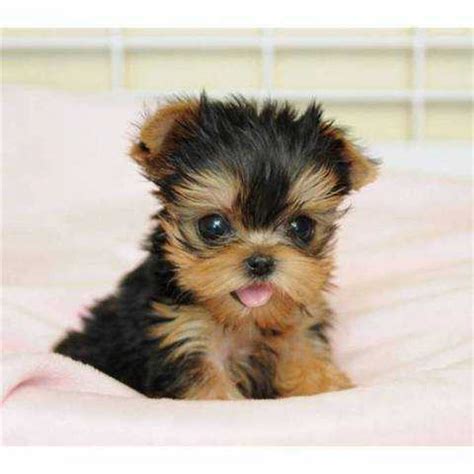 50 Very Beautiful Yorkshire Terrier Dog Photos And Pictures