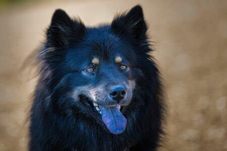 20 Dog Breeds With Black Tongues (With Pictures)