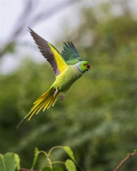 Green Parakeet Flying