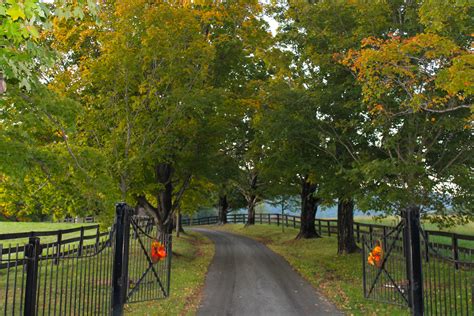 A beautiful, enticing tree-lined driveway in Charlottesville, VA | Tree ...