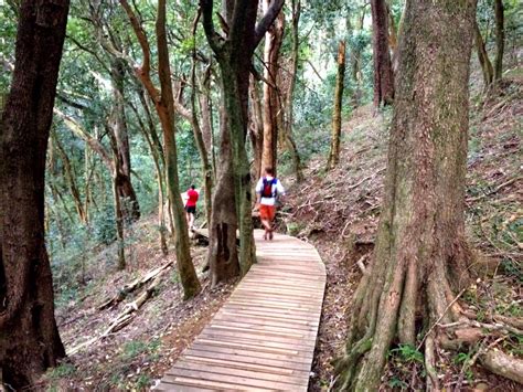 Newlands Forest Trail Run