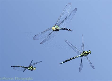 dragonflies flying - Google Search | Dragonfly, Butterflies flying, Insects