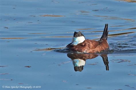 Ruddy Duck 14-6050 | Male in breeding plumage. Sweetwater, T… | Flickr