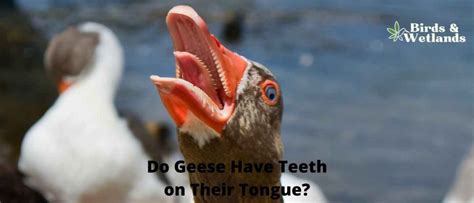 Do Geese Have Teeth on Their Tongue? A Closer Look at Goose Anatomy - Birds & Wetlands