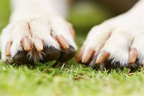 About Dog Nail Care: Proper dog nail care can improve quality of life!