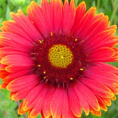 Gaillardia grandiflora 'Burgundy' Blanket Flower from Hoffie Nursery