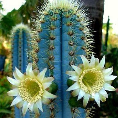 Pilosocereus azureus Blue Torch Cactus is endemic to semi-tropical areas of… | Blue cactus ...