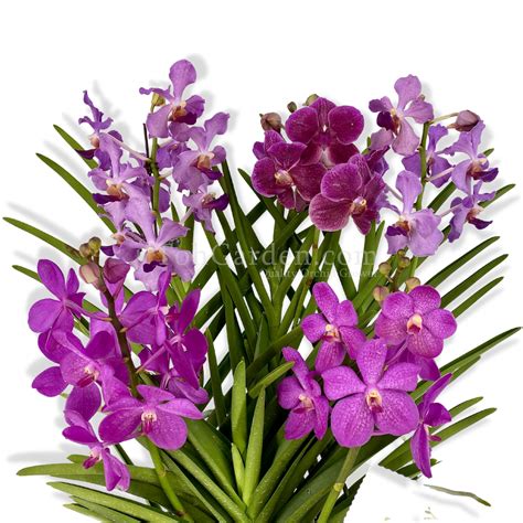 (5 in 1) Purple Aranda & Papilionanda Mix in White Ceramic Pot - Toh Garden : Singapore Orchid ...