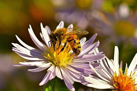 Beekeeping Activities & Tasks for Each Season - BeeKeepClub