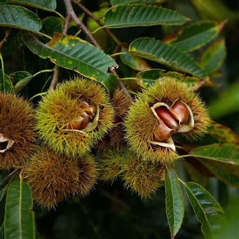 Buy affordable Chinese Chestnut trees at our online nursery - Arbor Day Foundation