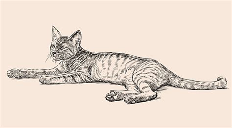 Sketch Of A Lying Kitten Stock Illustration - Download Image Now - iStock