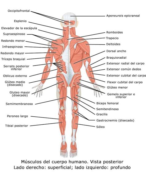 Huesos Del Cuerpo Humano Vista Posterior - bikejza