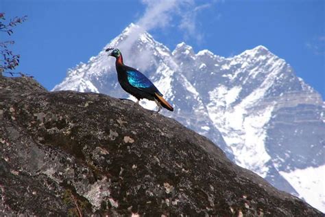 danfe(lopophorous)- national bird of nepal Countries Of Asia, Love The Earth, Sikkim, Kinds Of ...