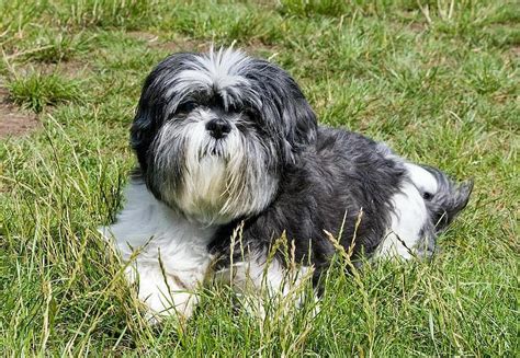 Affen Tzu (Affenpinscher & Shih Tzu Mix): Info, Pictures, Facts ...