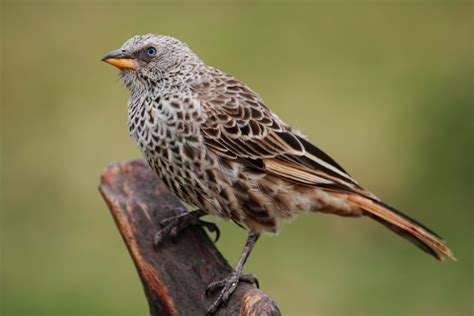 Rufous-tailed weaver in Ngorongoro Crater, Tanzania. Beautiful Birds ...