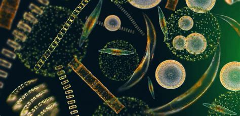 Phytoplankton Friday — Sanibel Sea School