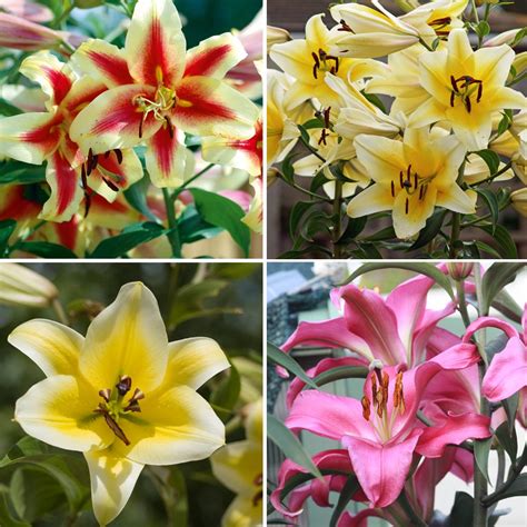 Tree Lily Bulbs Giant Outdoor Plants, Yield Large Oriental Lilies & Colourful Flowers 9 x Bulbs ...