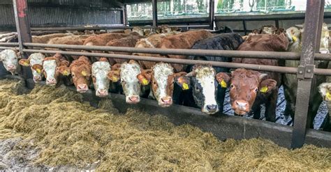 Forage focus: Beet, barley and silage on a self-sufficient beef farm - Agriland.ie