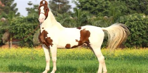 Kathiawari - The Kathiawari or Kathiawadi is an Indian breed of horse ...