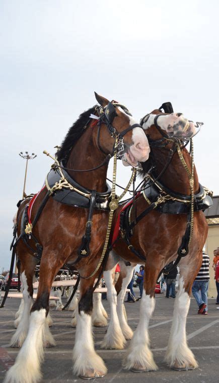 Budweiser Clydesdales in 2022 | Horses, Budweiser clydesdales, Beautiful horses