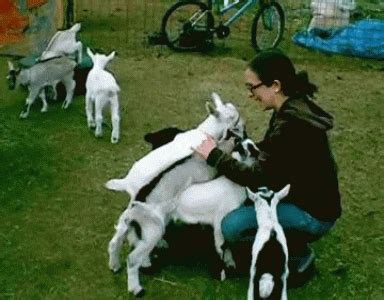 animals | GIF | PrimoGIF