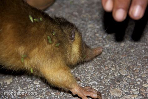 A Hispaniolan solenodon (Solenodon paradoxus) with grass seeds stuck on ...