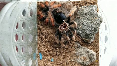 Tarantula Molting - YouTube