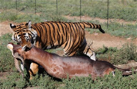 Tigers Eating Animals Latest Images 2013 | Beautiful And Dangerous Animals/Birds Hd Wallpapers