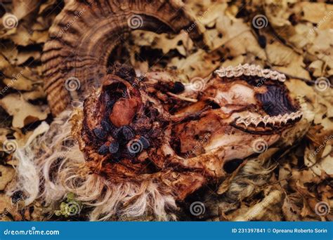 A Carrion Beetle Feed on the Bodies of Dead and Decaying Animal Stock Image - Image of close ...