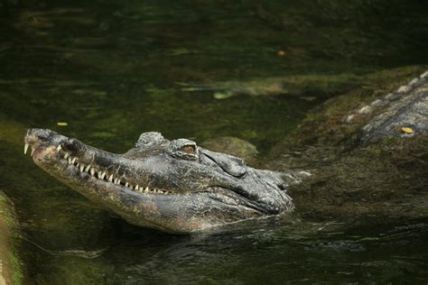 False Gharial 4 Photos & Videos Collected by Rutpratheep Nilpechr