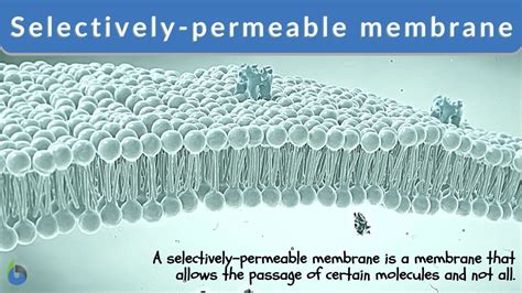 Selectively-permeable membrane - Definition and Examples - Biology Online Dictionary