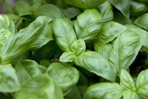 Ocimum basilicum - BBC Gardeners World Magazine