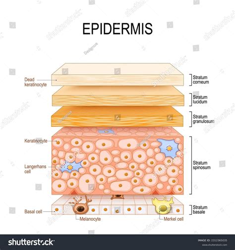 Layers Of Skin Diagram