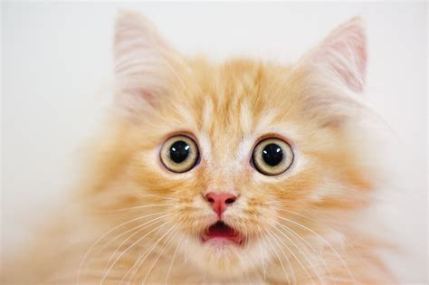 Cat Acne Is Real, and the Pictures Are Sad Yet Hilarious | Allure