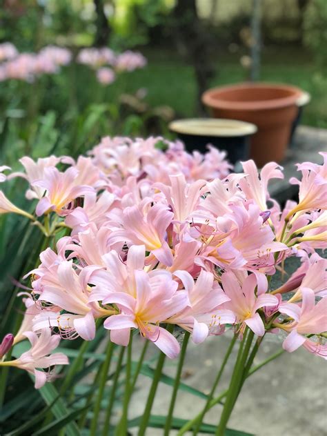 5 Surprise Lily bulbs | Etsy