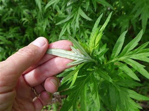 It’s Probably Mugwort | Outside My Window