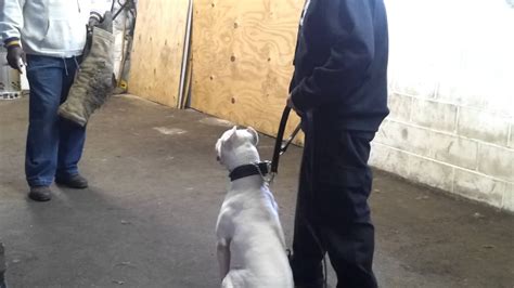 pitbull training - YouTube