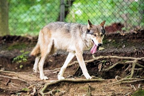 DNR resumes regular hours of operation at West Virginia Wildlife Center ...