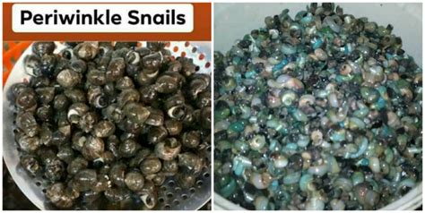 Amazing Health benefits of (Nigerian) Periwinkle Snail (Periwinkle snail in pregnancy ...