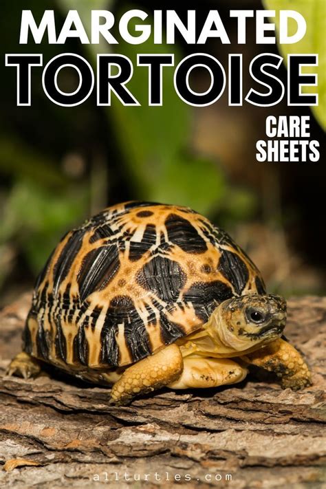 Marginated Tortoise (Testudo Marginata) Care Sheets (Family, Breeding ...