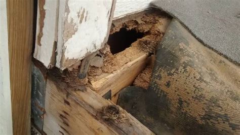 Termites Wood Damage With Pictures