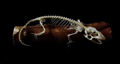 Tokay gecko skeleton | Gecko gecko skeleton, articulated by … | Flickr