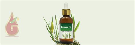 Calamus Oil – Essential Oils